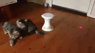 Previous Snowgum Siberian kittens Muffin & Snickers playing laser chase