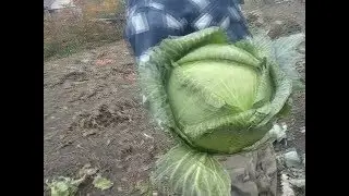 уборка капусты