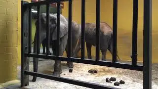 Pittsburgh Zoo - More Elephants