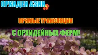 АЗИЯ-РЫНОК! Орхидеи и не только с  passiflora.ru