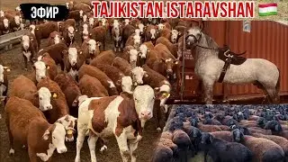 Tajikistan Istaravshan🇹🇯 МОЛБОЗОР МИРЗО в прямом эфире! 6.09.2024.
