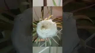 Night Queen Flower Blooming 