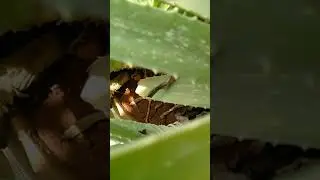 aloevera