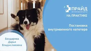 Inserting an intravenous catheter into a dog