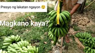 Magkano presyo ng lakatan ngayon?