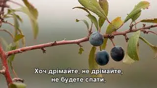 Цвіте терен - Наташа Королева, Диана Гурцкая, Анастасия Спиридонова, Зара (Subtitles)