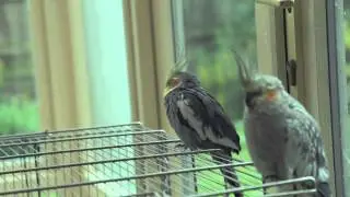 The Birds :: A MadTatter Films Short