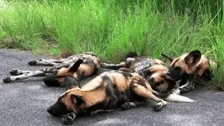 The Most Efficient Hunters on Earth