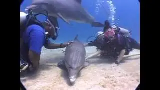 dolphin dream