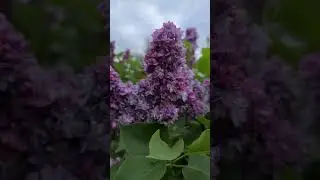 Бузок Тарас Бульба в Розсаднику Природа