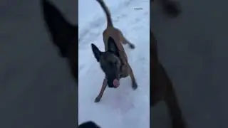 A dog without a leash flies off to play with others
