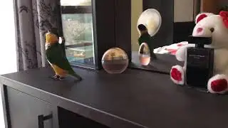 Parrot Caique Martin very important bird / Попугай каик Мартин очень важный птиц