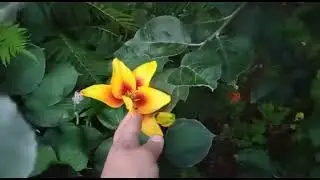 Декорируем тенистые участки цветами