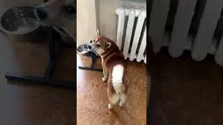 Пёсик ругается на робот-пылесос #shorts #petlovers #pets #shiba #funnyvideo #stupnikova #dogs