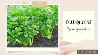 [VLOG] Family Medicinal Plants and Immune Boosting Recipe