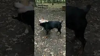 Опять дерутся