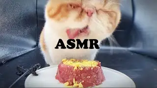 My cat eating beef Tartare | Dao’s ASMR