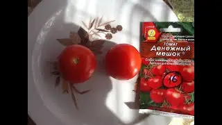 Томат "Денежный мешок". Дегустация