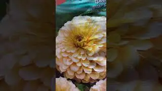 НОВИНКИ ЦИННИЙ НА 2025 год.ЭКСКЛЮЗИВНЫЕ СОРТА ЦИННИИ 🌺🌼🌸