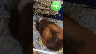 Плюсы и минусы морских свинок 