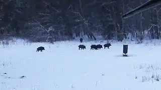 Охота 