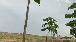 #Pavloniya