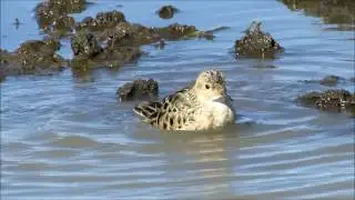 Buff-breasted Sandpiper bathing in the RWB