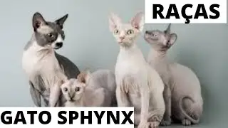 Conheça melhor a raça dos gatos de Sphynx ou gato pelado canadense. 😽😺🥰🤗😽😺