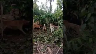 Babinya besar dan ganas.