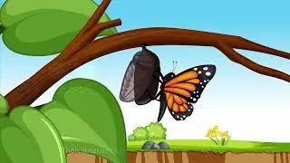 The Lifecycle of a Butterfly 🦋 | My Interview Task