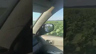 Охота на самца косули с подхода…выезд 2
