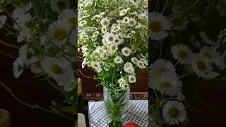 А ВЫ пробовали РЫЖИКОВОЕ МАСЛО? Очень полезное масло! #shorts  #дневникрадовесты #рыжиковоемасло