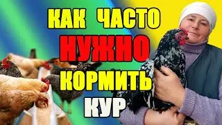 Как ЧАСТО необходимо кормить наших кур.