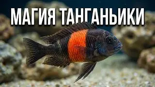 Релакс