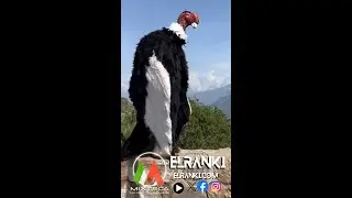 😎 síguenos para más  Visita nuestra pagina web: ELRANKI.COM  - - - - - - #viral #musica #new #v...
