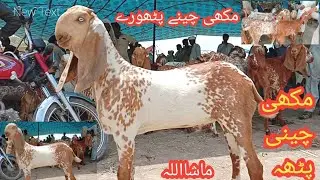 بدھ منڈی کے ریٹ اور مکھی چینی پٹھہ اور مکھی چینے پٹھورے فارسیل اور مناسب قیمت پر