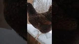 Барневельдер золото курица