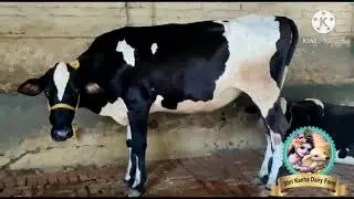 Top Class HF Cow Available for sale in very reasonable price |  #youtubeshort #Short