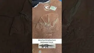 Brachychirotherium: Aetosaur Tracks #paleontology