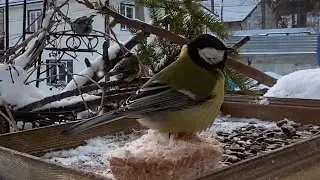Скрытое наблюдение за лесными птицами./Hidden observation of forest birds.