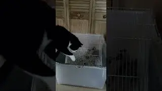 Kotek troszkę się zepsuł!
