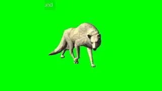animal green screen (No copy right)