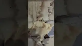 Мухи готовятся к спячке (анабиоз).