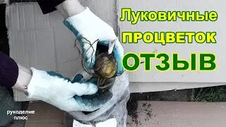 Отзыв на посылку с Процветок. Луковичные. Как прижились, как перезимовали, пересортица