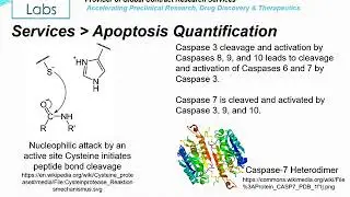 Altogen Labs Apoptosis Assay Service