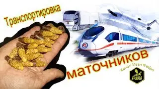 Транспортировка маточников & Бокс для маточников