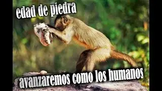 Algunos monos en Panamá han entrado a la Edad de Piedra