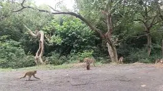 बंदर काग्रुप
