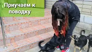 ПОДОБРАНЫ С ТРАССЫ Джек и Ночка, приучаем к поводку. ДЕНЬ 1