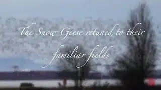 In the early morning, the snow geese returned to their familiar fields || 4K Video